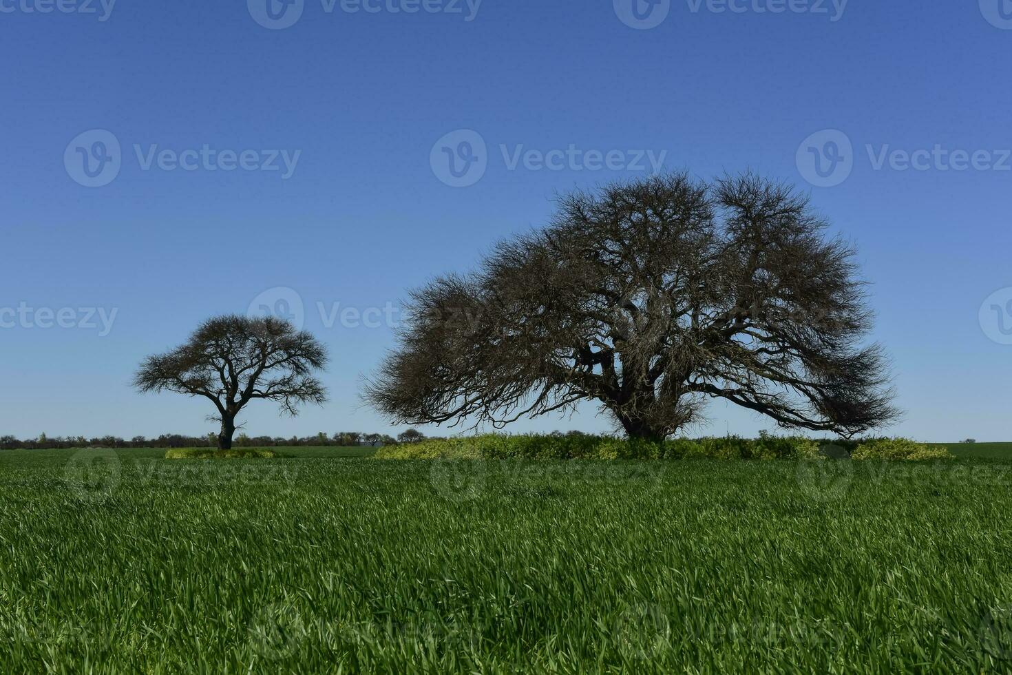 Pampas tree landscape, La Pampa province, Patagonia, Argentina. photo