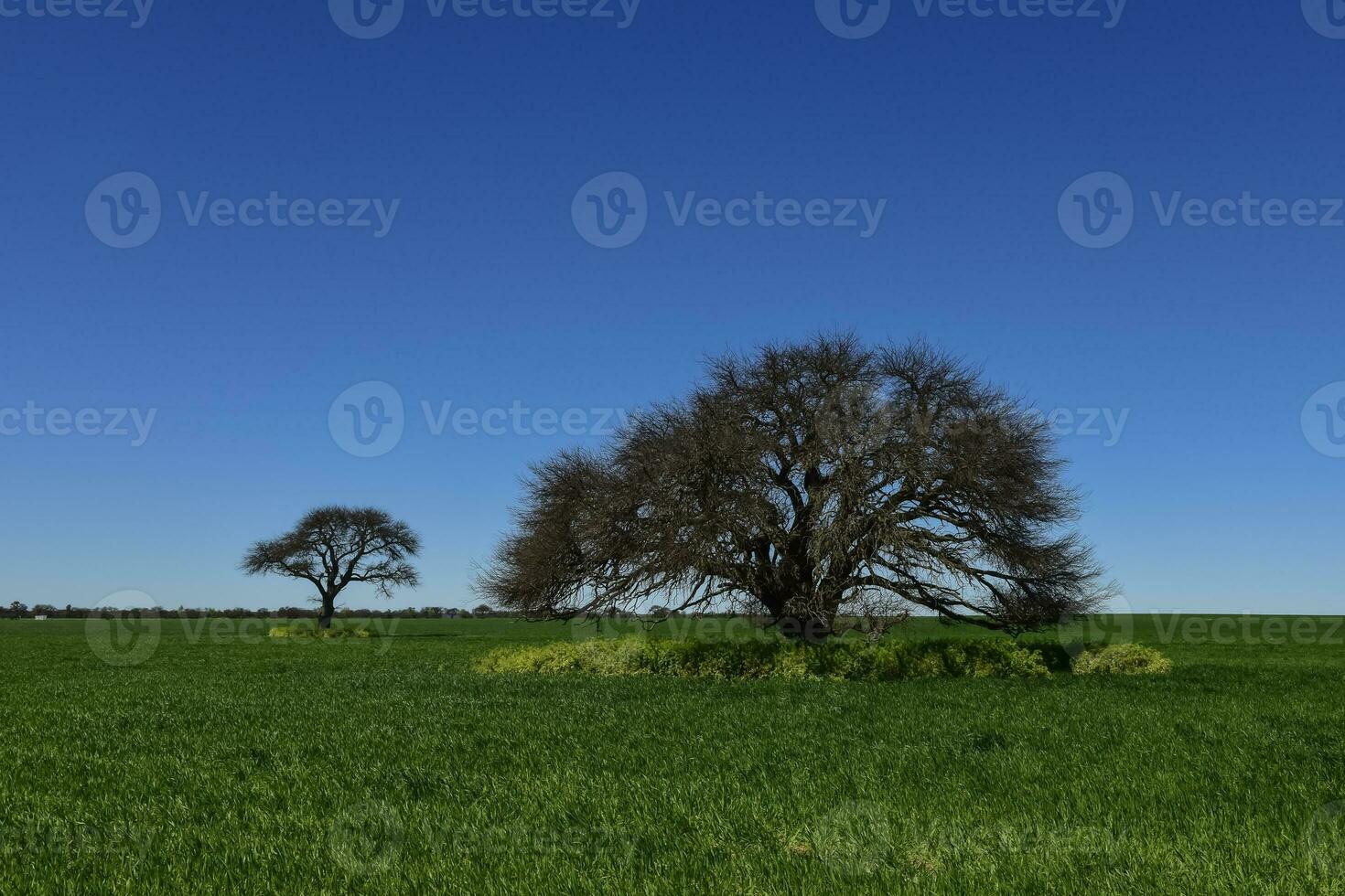 Pampas tree landscape, La Pampa province, Patagonia, Argentina. photo