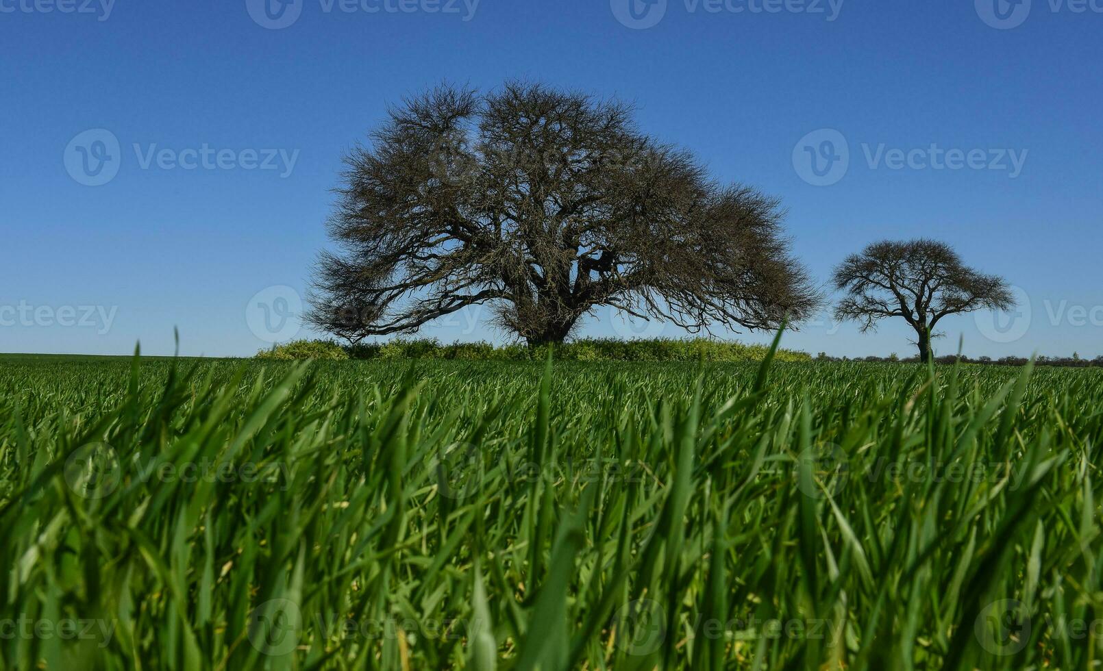 Pampas tree landscape, La Pampa province, Patagonia, Argentina. photo