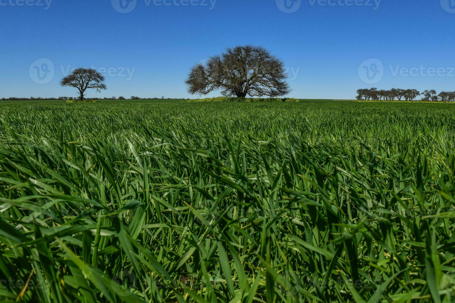 Pampas tree landscape, La Pampa province, Patagonia, Argentina. photo