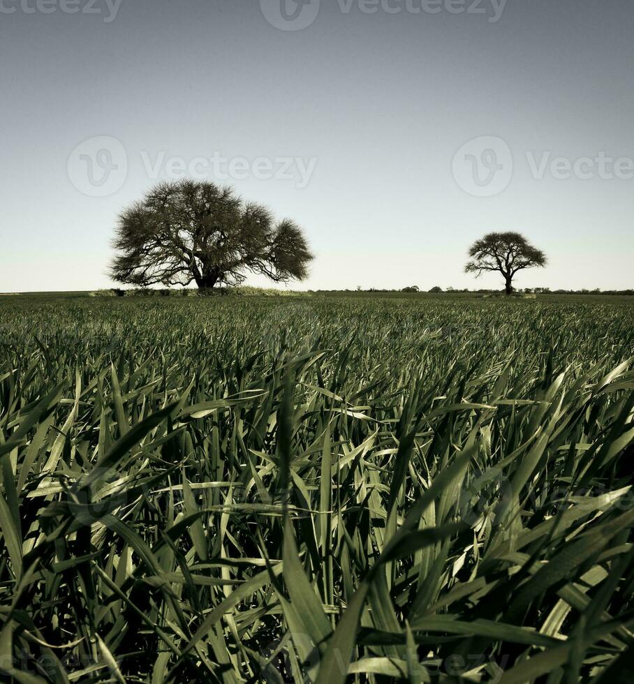 pampa árbol paisaje, la pampa provincia, Patagonia, argentina. foto