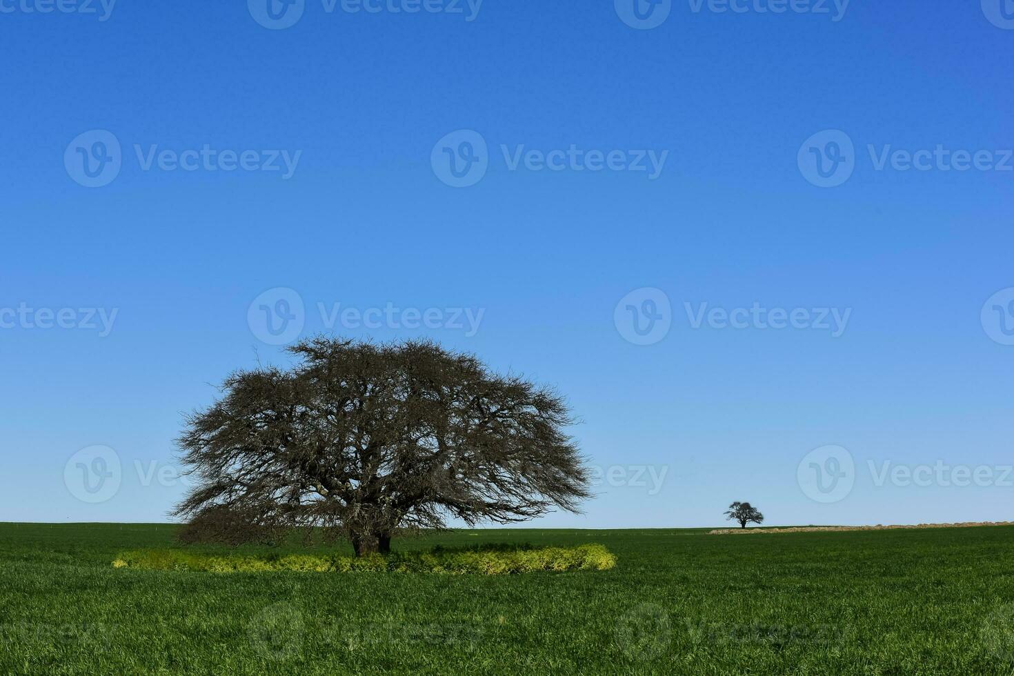 Pampas tree landscape, La Pampa province, Patagonia, Argentina. photo