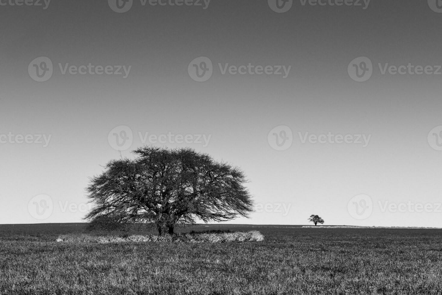 Pampas tree landscape, La Pampa province, Patagonia, Argentina. photo