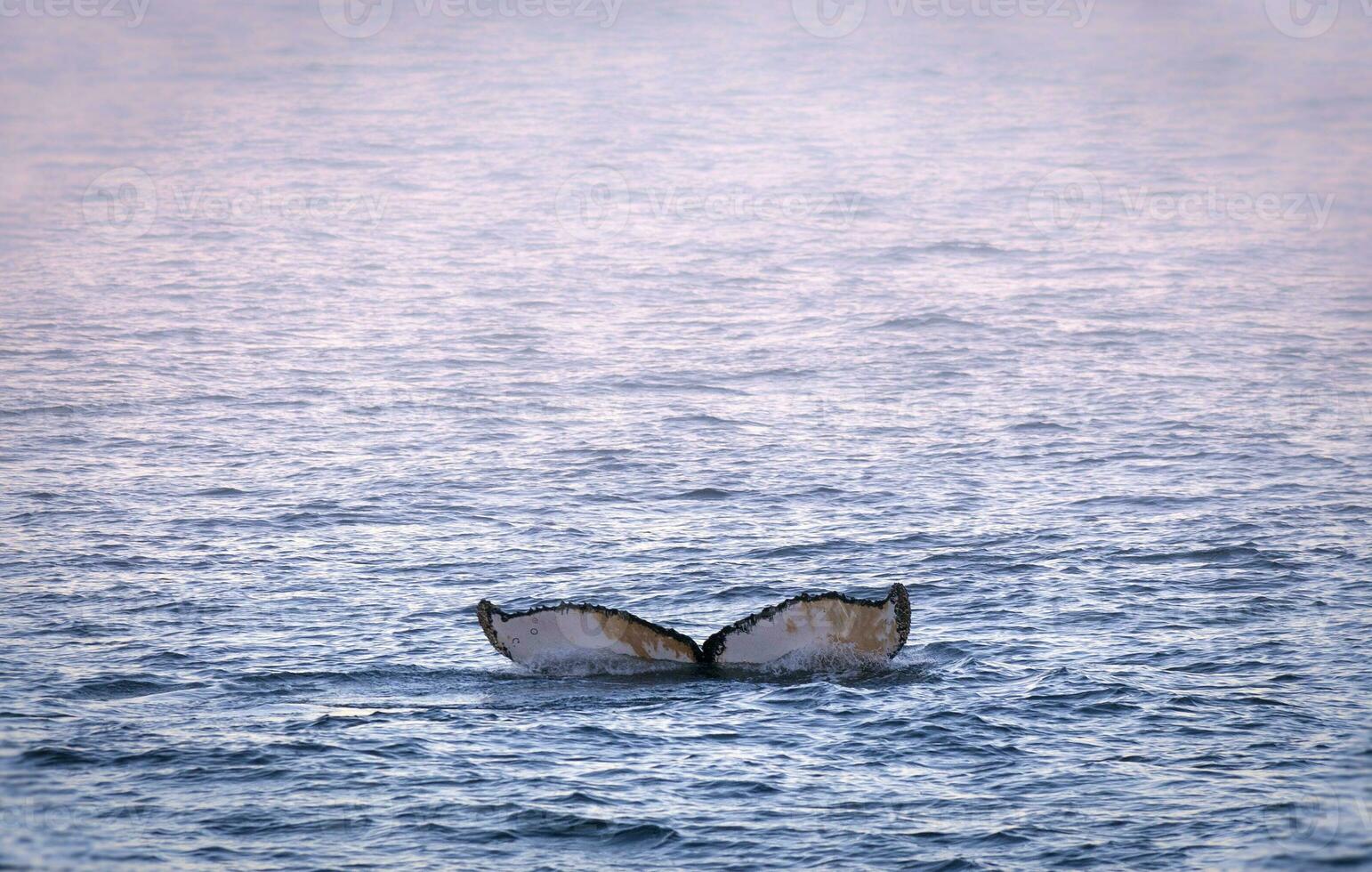 Humpback whale diving,Megaptera novaeangliae,Antrtica. photo