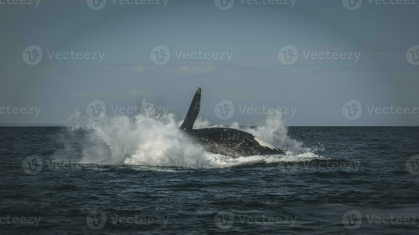 Southern Right Whale, Patagonia,  Argentina photo