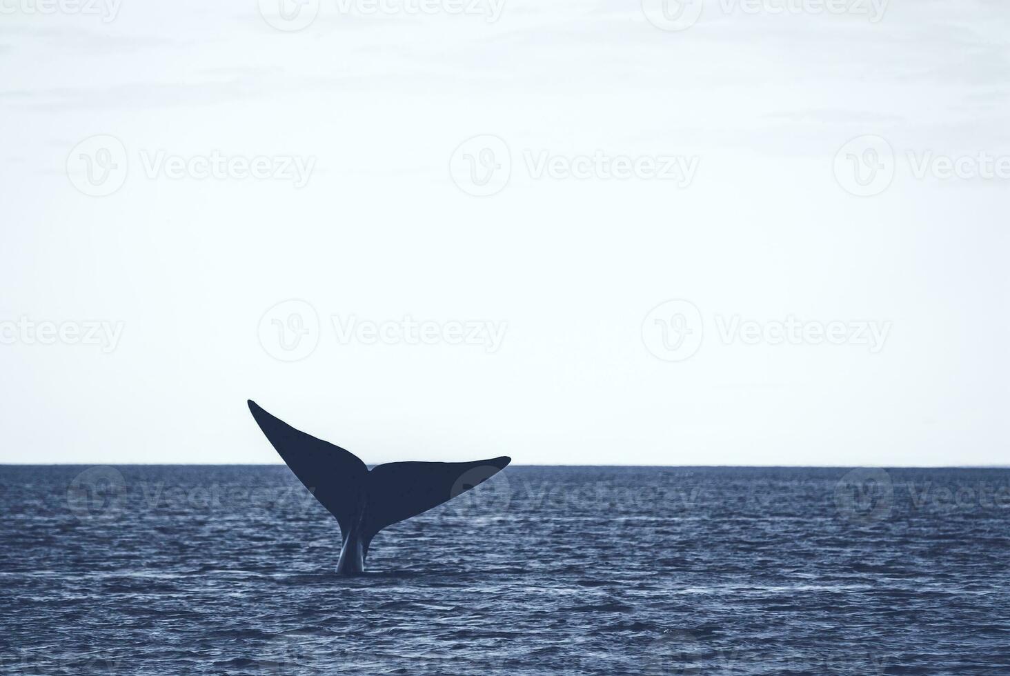 Sohutern Derecha ballena cola, en peligro de extinción especies, patagonia,argentina foto