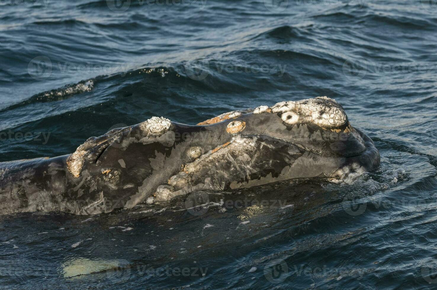 ballena cola fuera de agua, península valdés,patagonia,argentina. foto