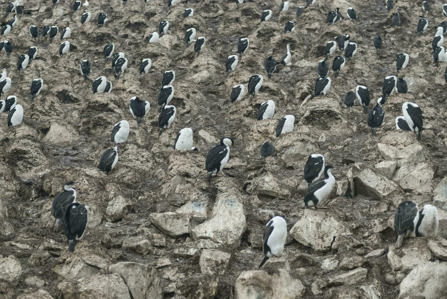 Imperial Cormorant,Leucocarbo atriceps o Phalacrocorax atriceps, breeding colony, Paulet Island, Antarica photo
