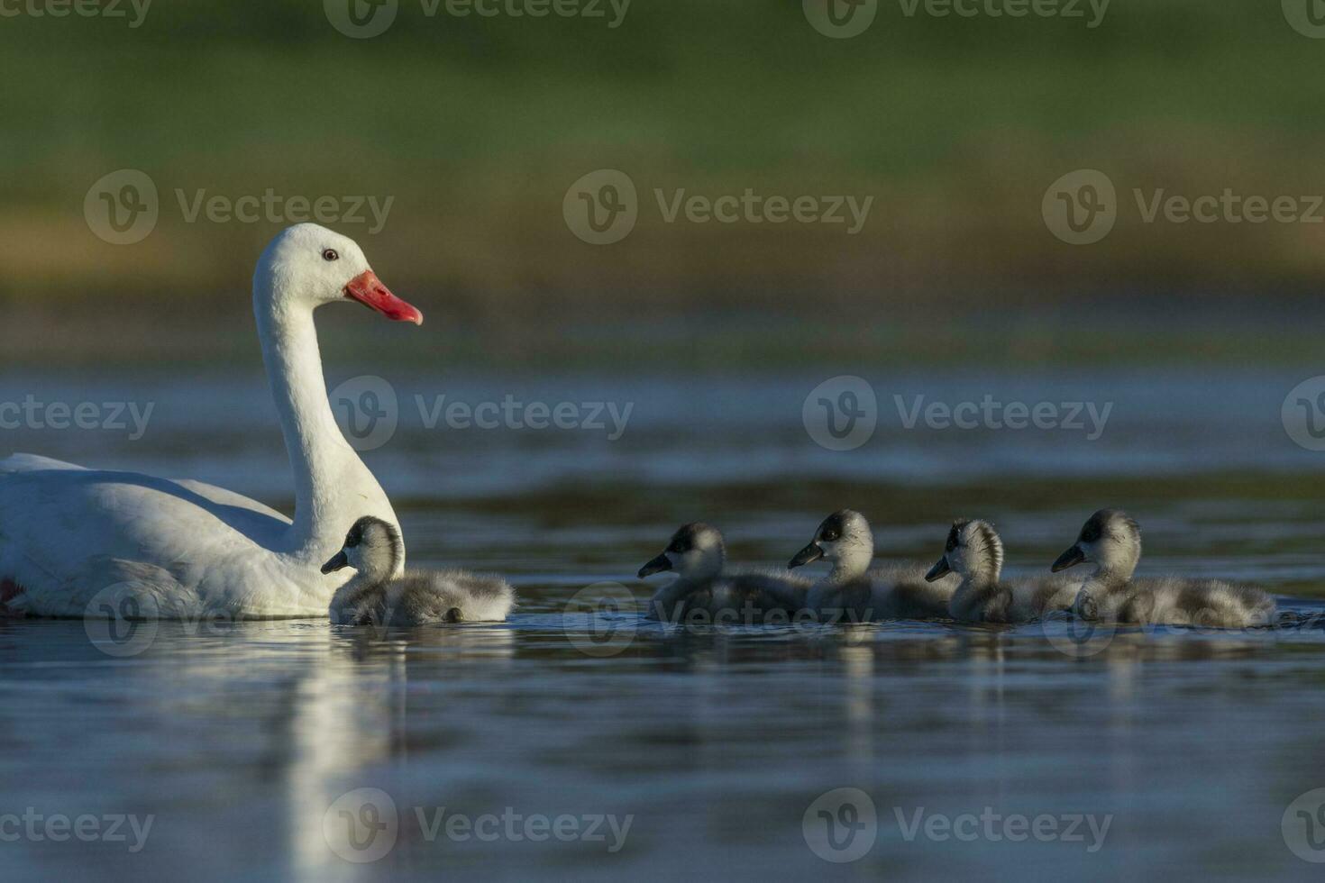 Coscoroba swan with cygnets swimming in a lagoon , La Pampa Province, Patagonia, Argentina. photo