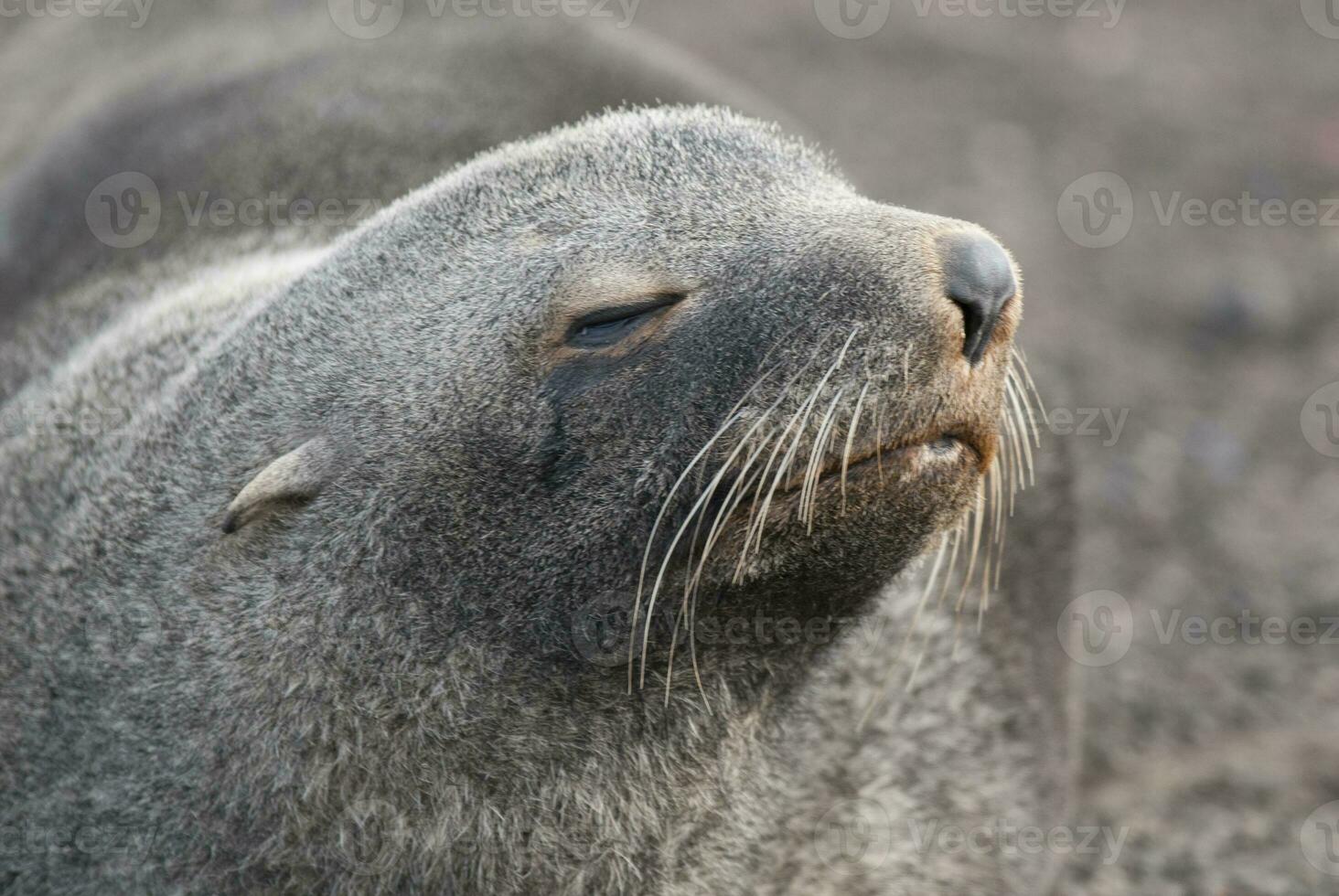 Antarctic fur sealArctophoca gazella, an beach, Antartic peninsula. photo