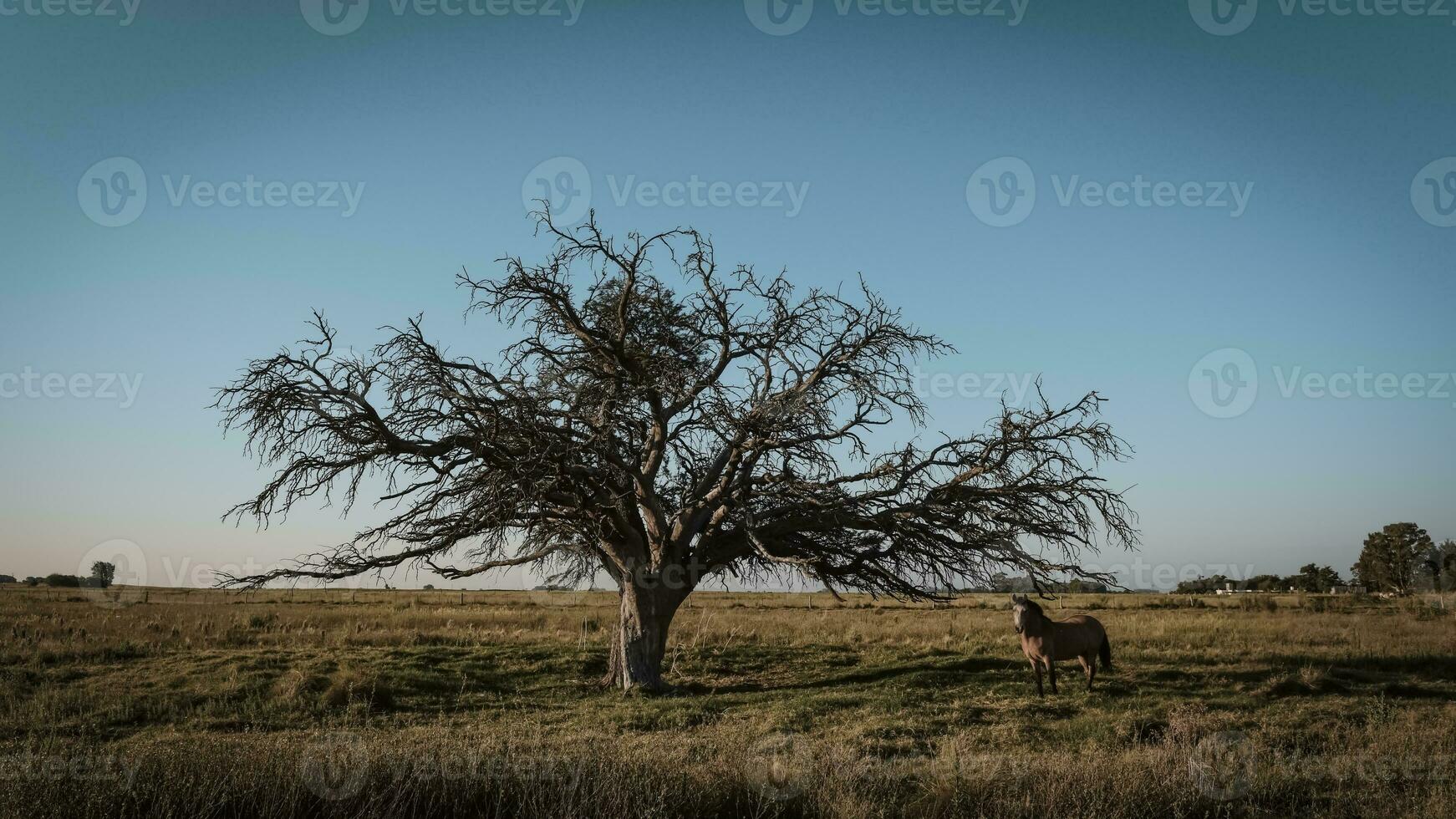 Horse and lonely tree in Pampas landscape photo