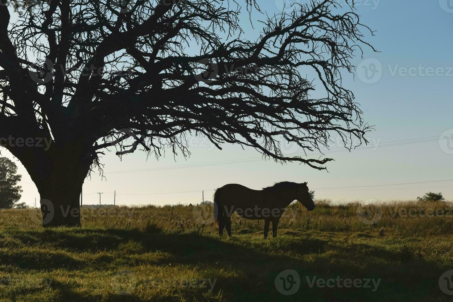 Horse and lonely tree in Pampas landscape photo