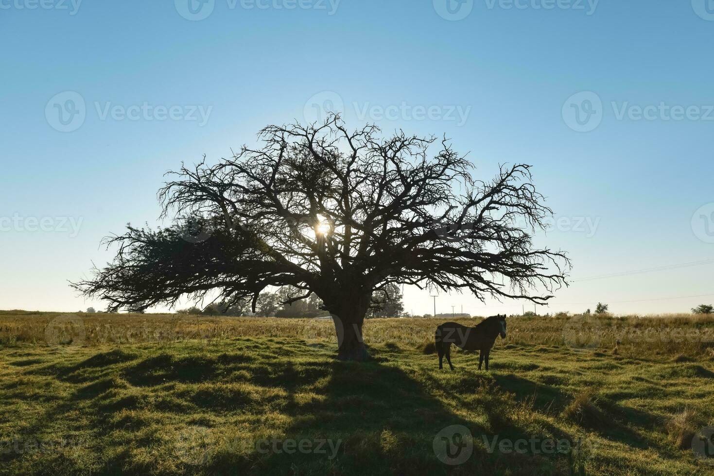 caballo y solitario árbol en pampa paisaje foto