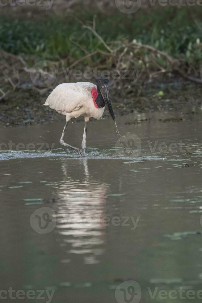 jabiru pesca, pantanal, Brasil foto