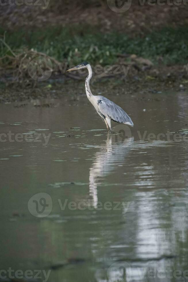 Cocoi Heron in wetland environment, Pantanal, Brazil photo