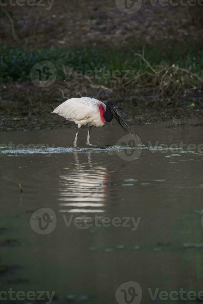 jabiru pesca, pantanal, Brasil foto