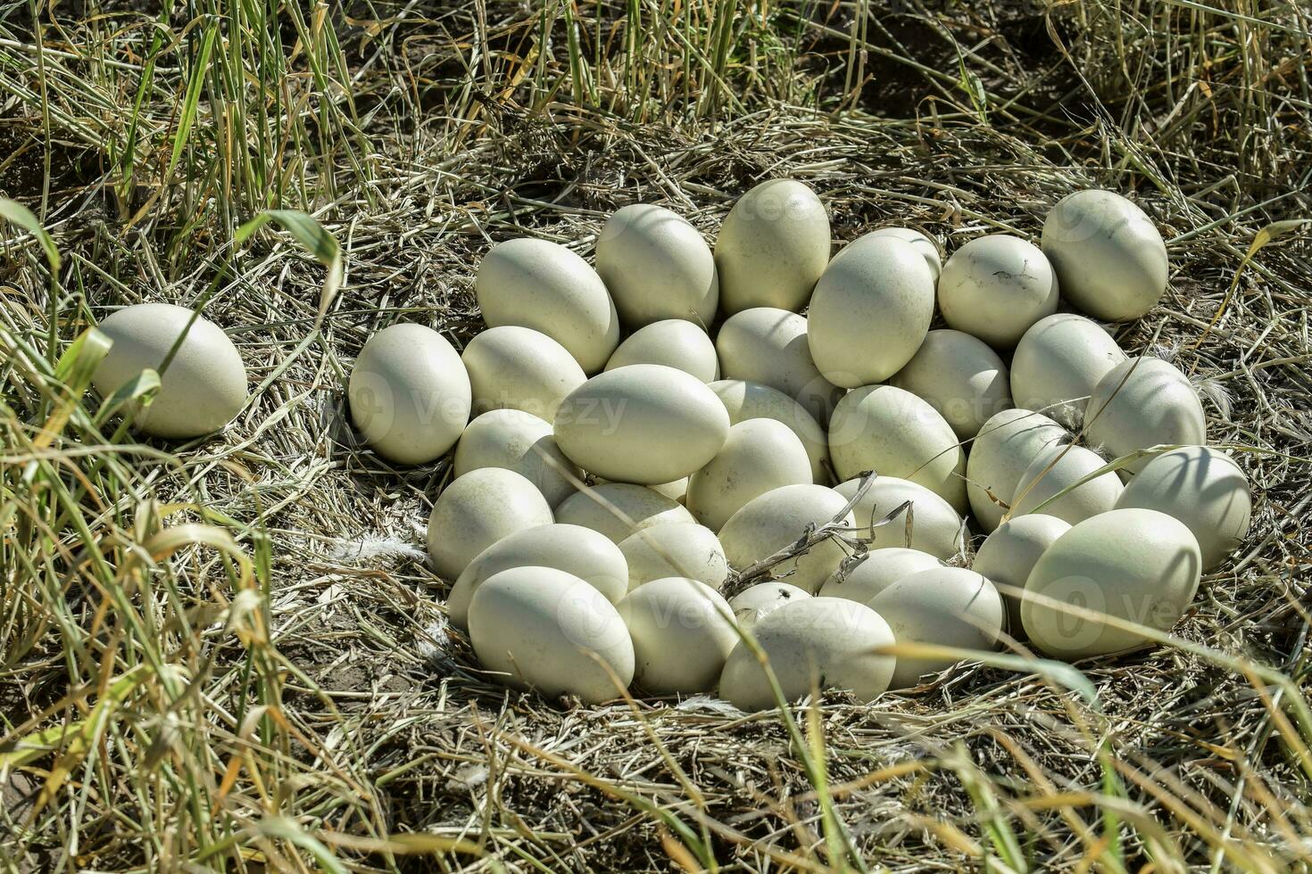 Greater rhea eggs in nest, Patagonia, Argentina photo