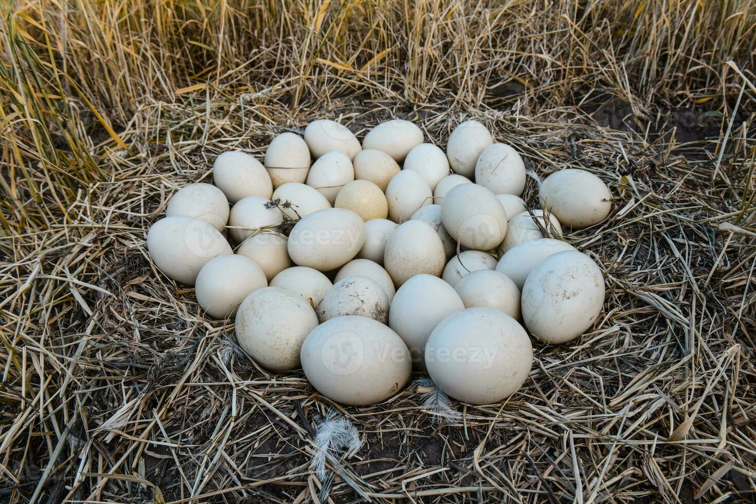 Greater rhea eggs in nest, Patagonia, Argentina photo