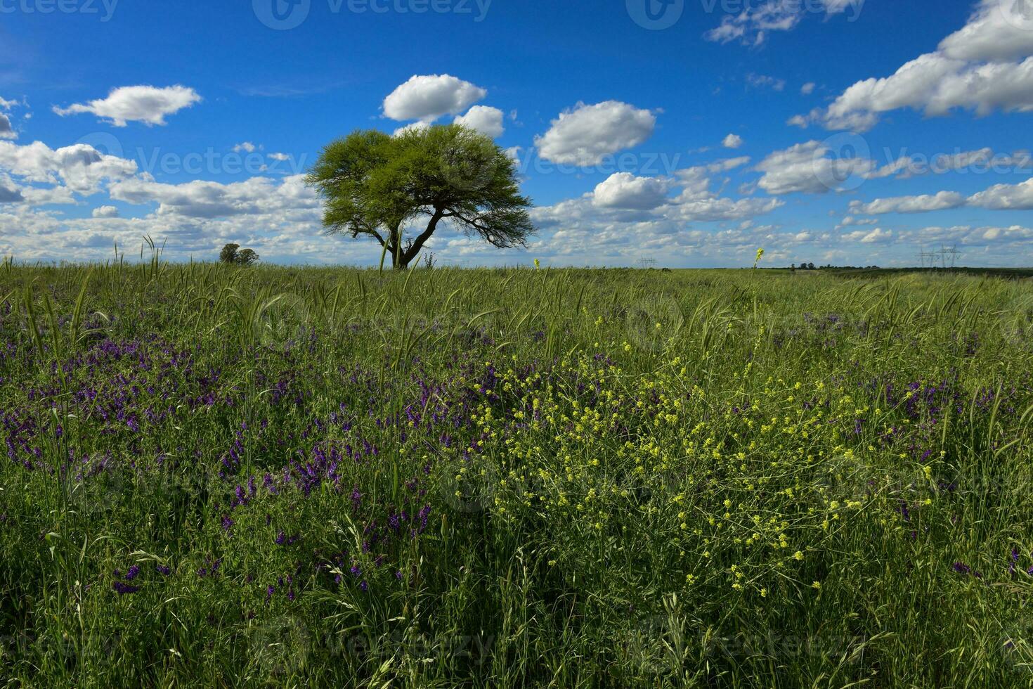 vistoso paisaje, pampa, argentina foto