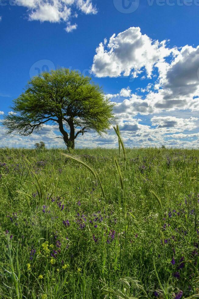 Colorful landscape, Pampas, Argentina photo