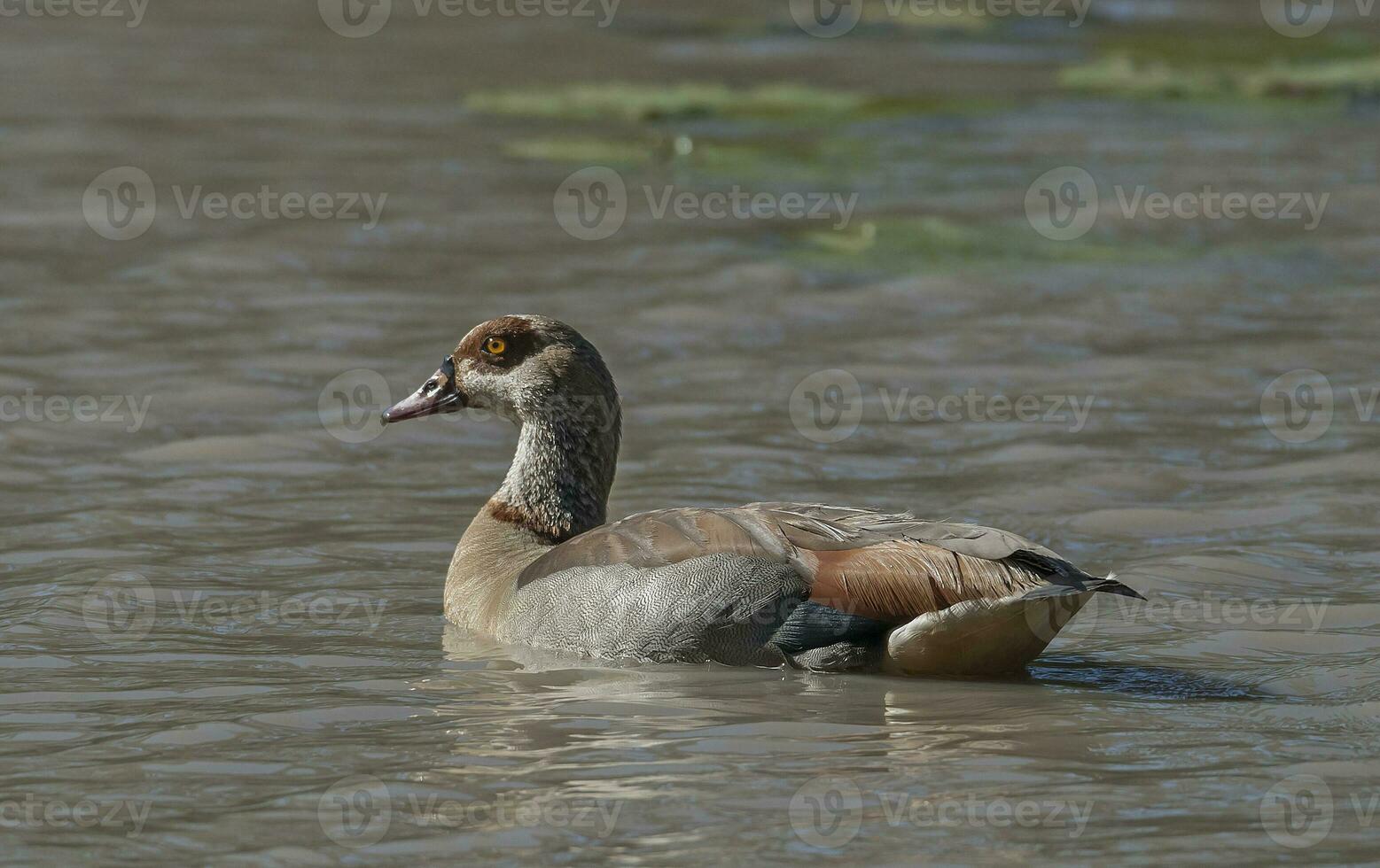 egipcio ganso alopochen aegipciaca kruger nacional parque, sur África foto