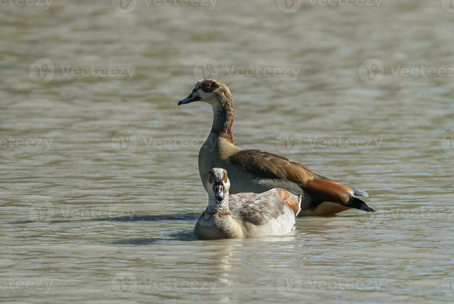 Egyptian goose Alopochen aegyptiaca Kruger National Park, South africa photo