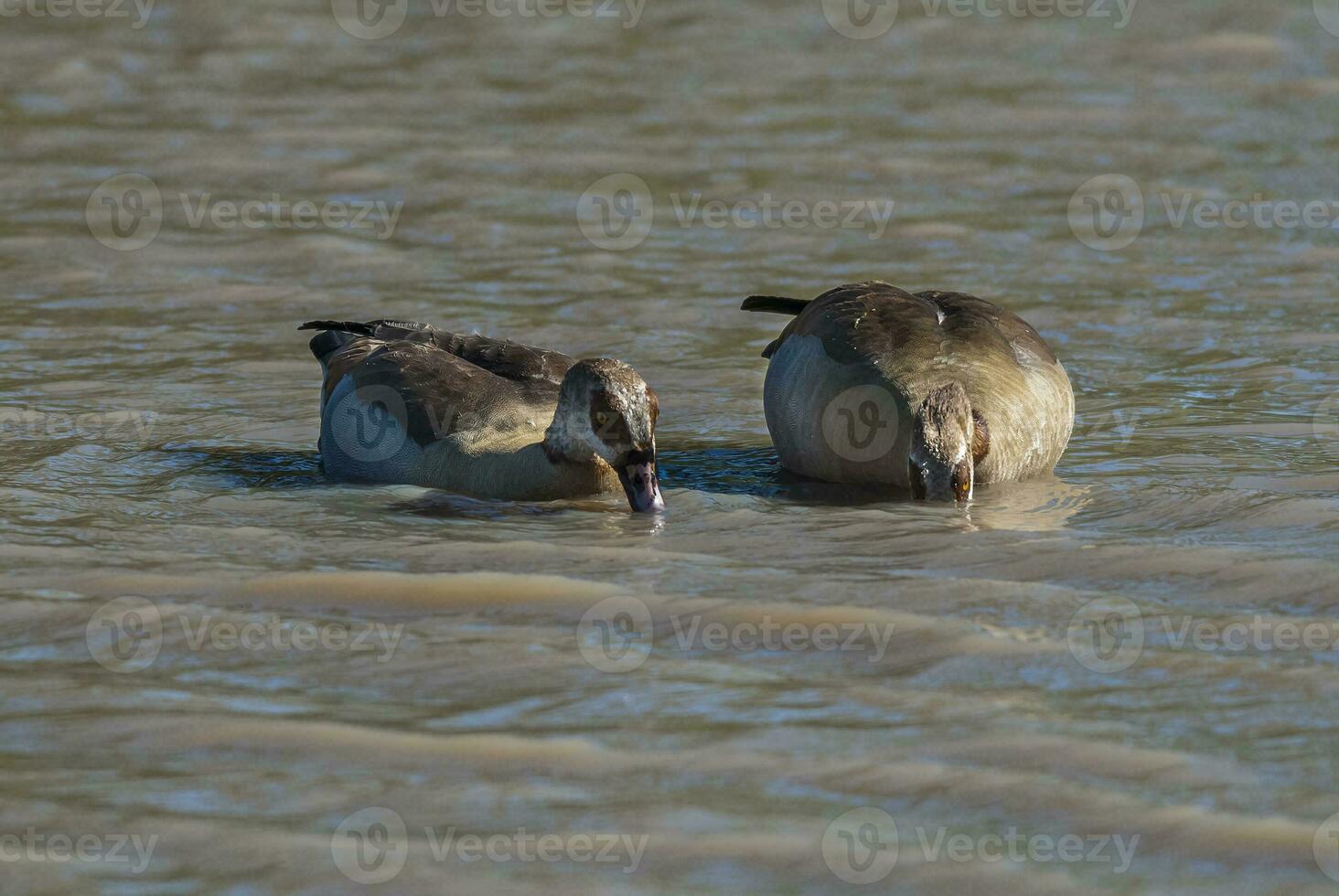 Egyptian goose Alopochen aegyptiaca Kruger National Park, South africa photo