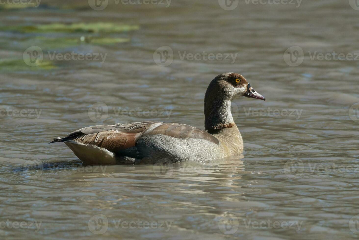 Egyptian goose Alopochen aegyptiaca Kruger National Park, South africa photo