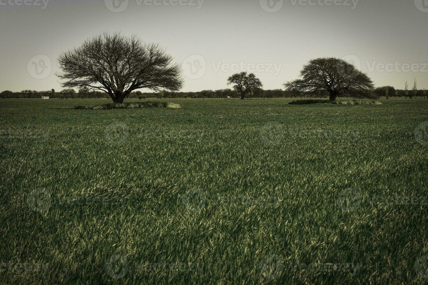 Colorful landscape, Pampas, Argentina photo