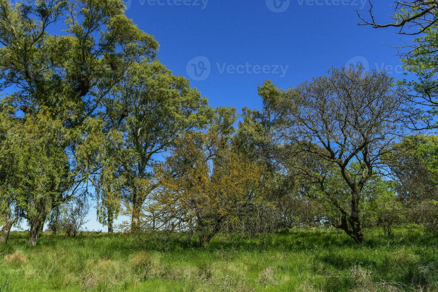 Calden Tree landscape, La Pampa, Argentina photo