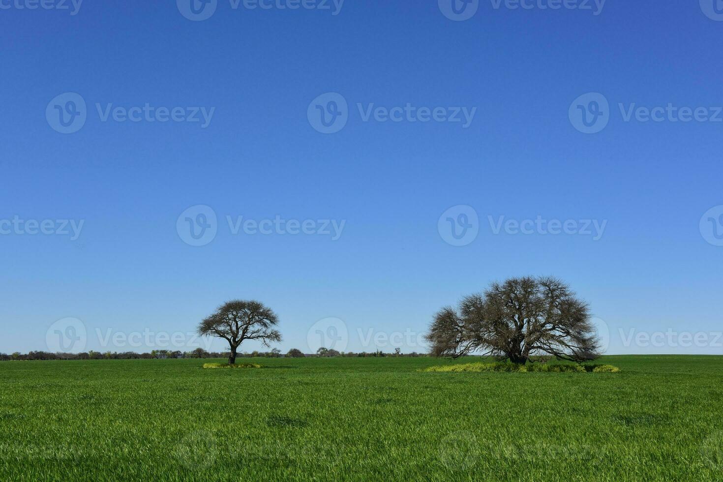 Colorful landscape, Pampas, Argentina photo