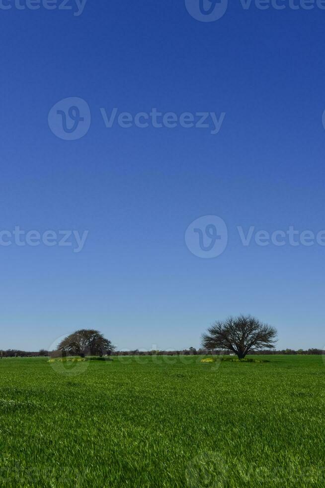 Colorful landscape, Pampas, Argentina photo