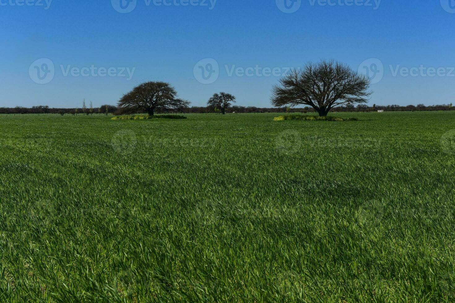 Colorful landscape, Pampas, Argentina photo