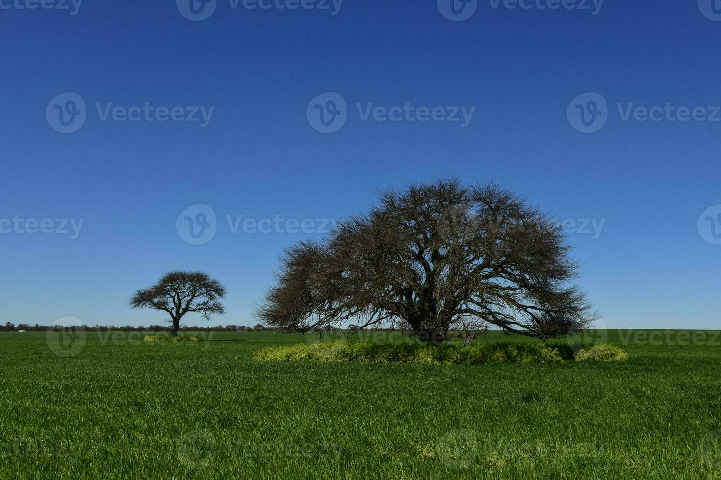 caldén árbol paisaje, la pampa, argentina foto