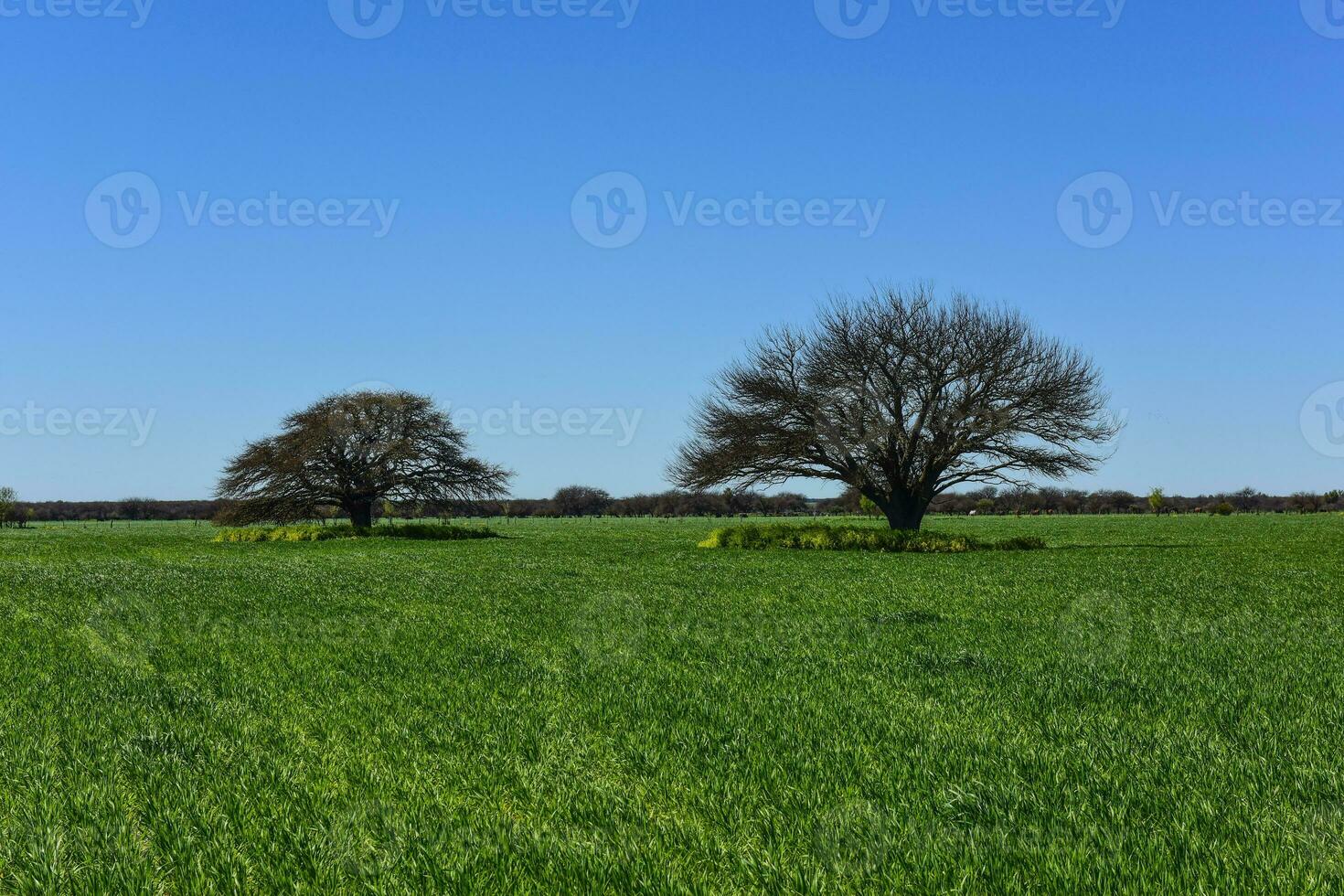 Calden Tree landscape, La Pampa, Argentina photo
