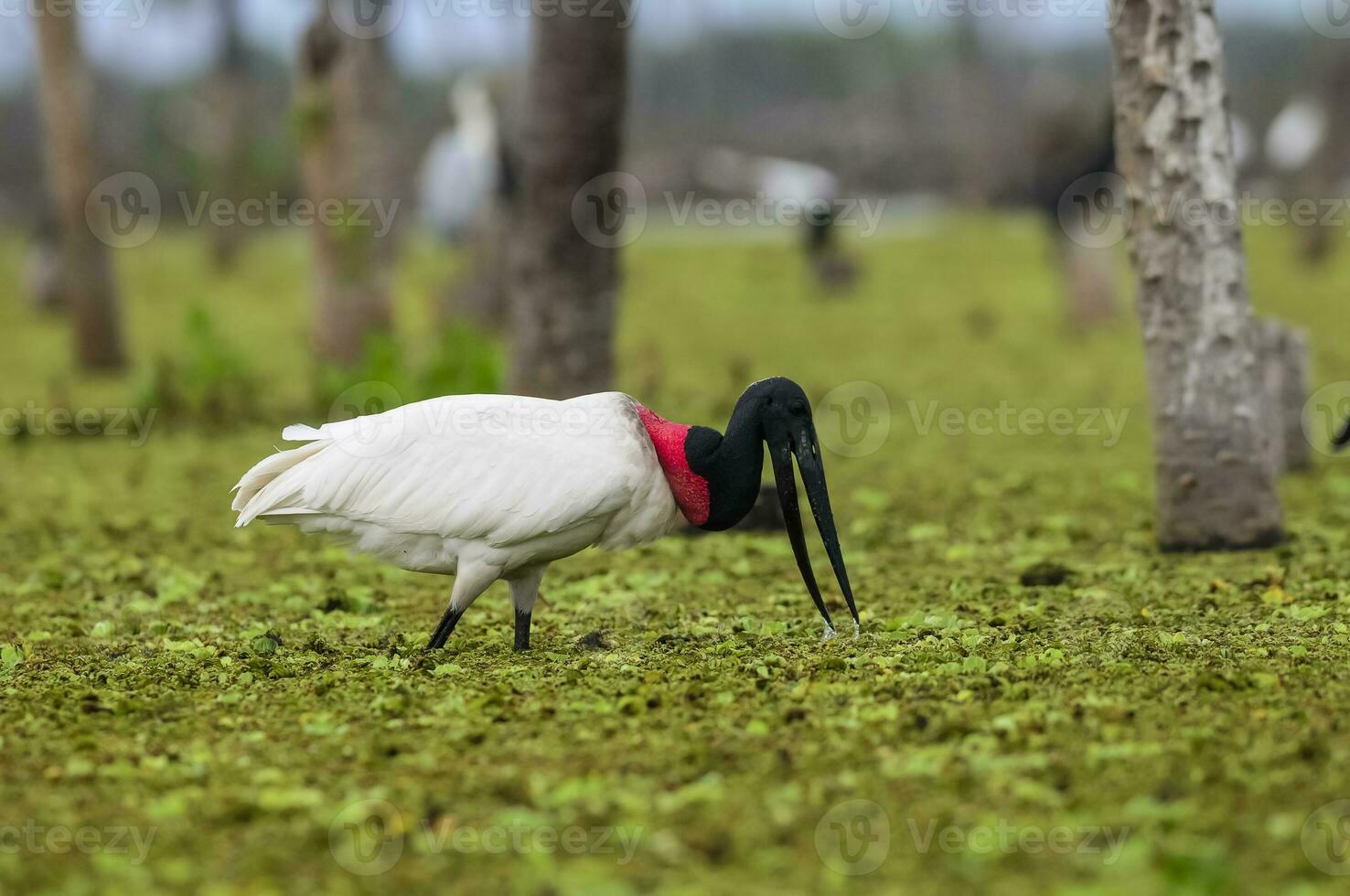 Jabiru Stork, in wetland environment, La Estrella Marsh, Formosa Province, Argentina. photo