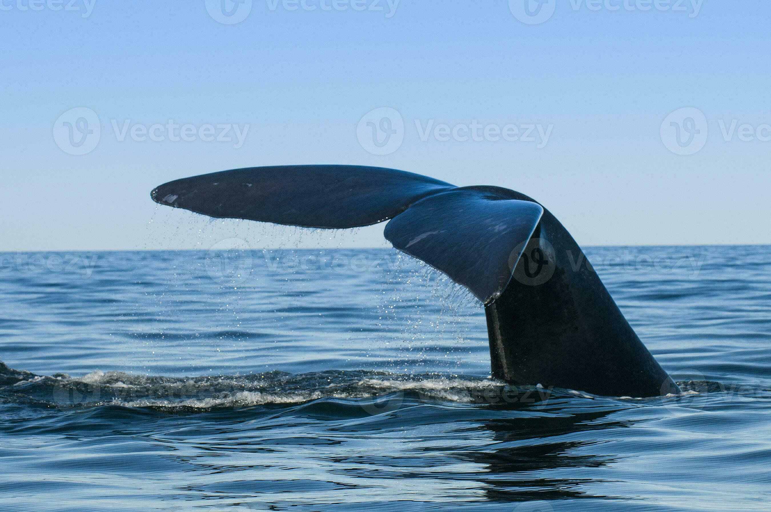 Whale tail fluke, Patagonia, Argentina 26482027 Stock Photo at Vecteezy