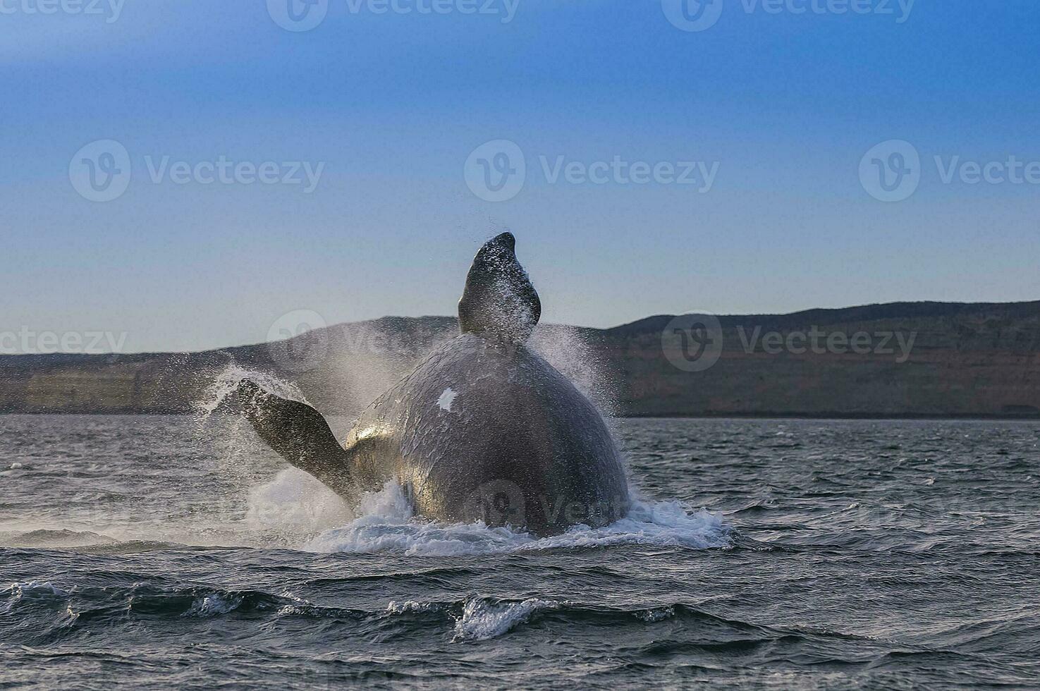 Whale jump , Patagonia photo