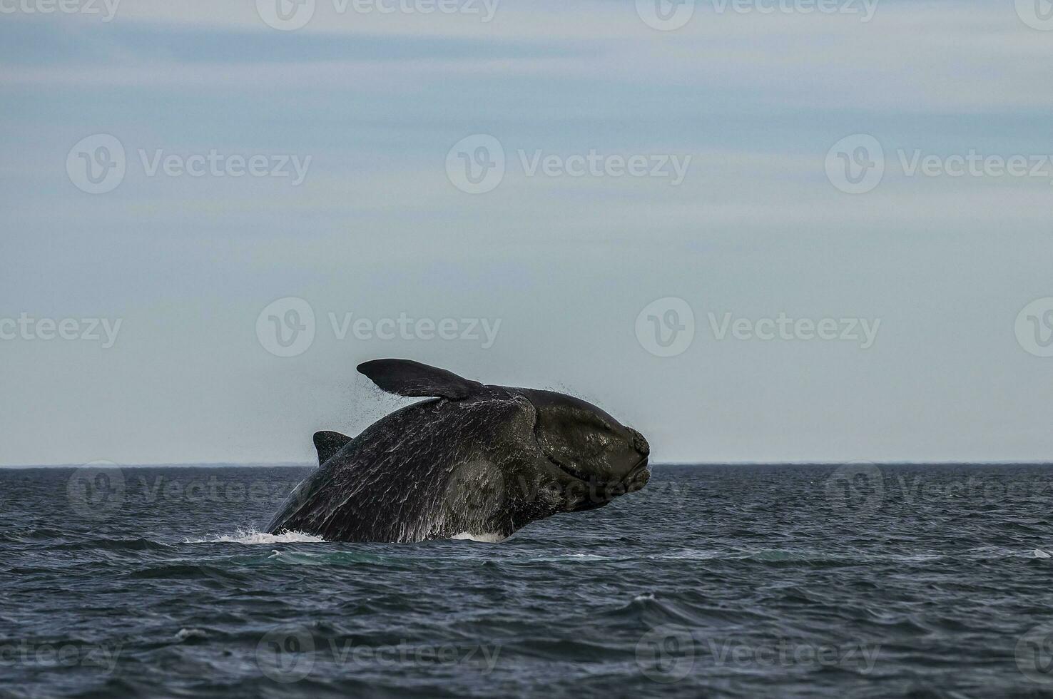 Whale Jump, Patagonia photo