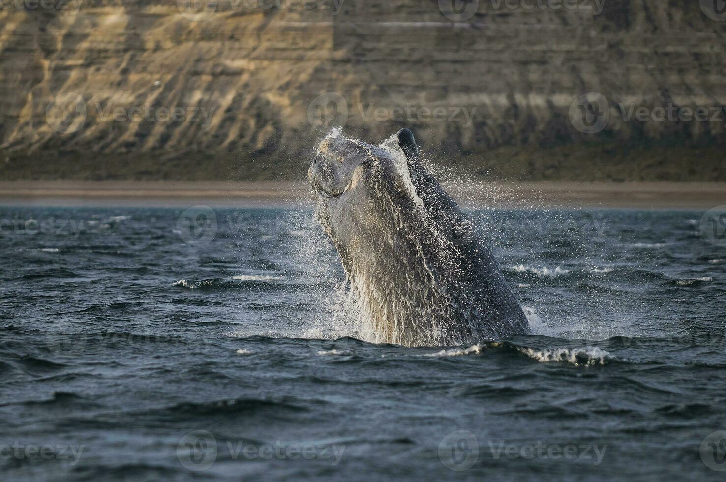 Whale jump , Patagonia photo