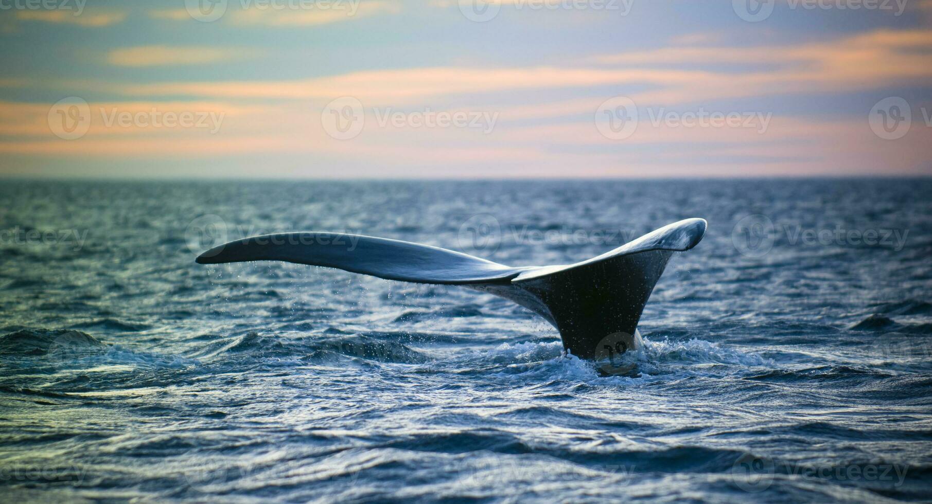 ballena cola casualidad, Patagonia, argentina foto