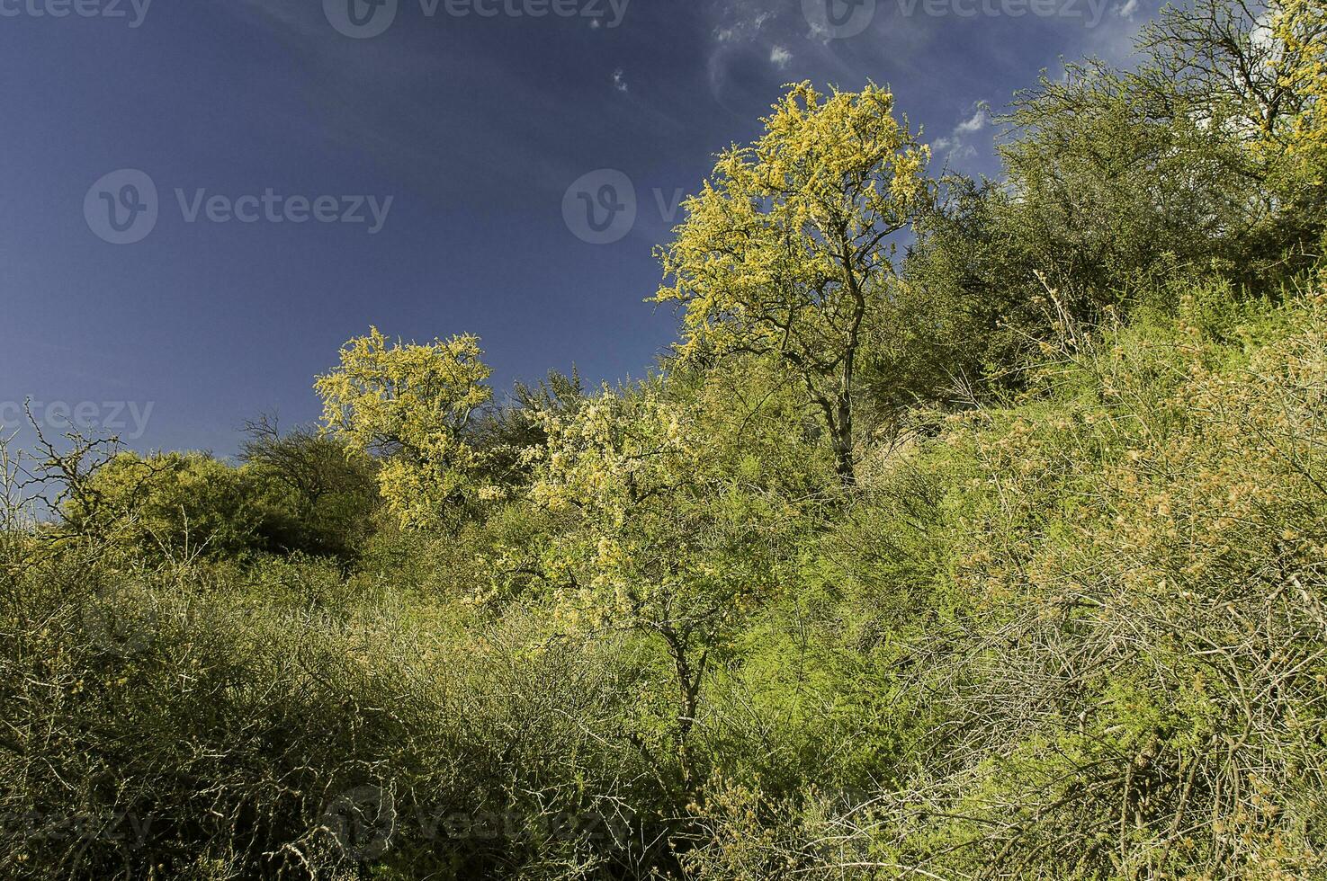 Chaar árbol en caldén bosque, floreció en primavera, la pampa argentina foto