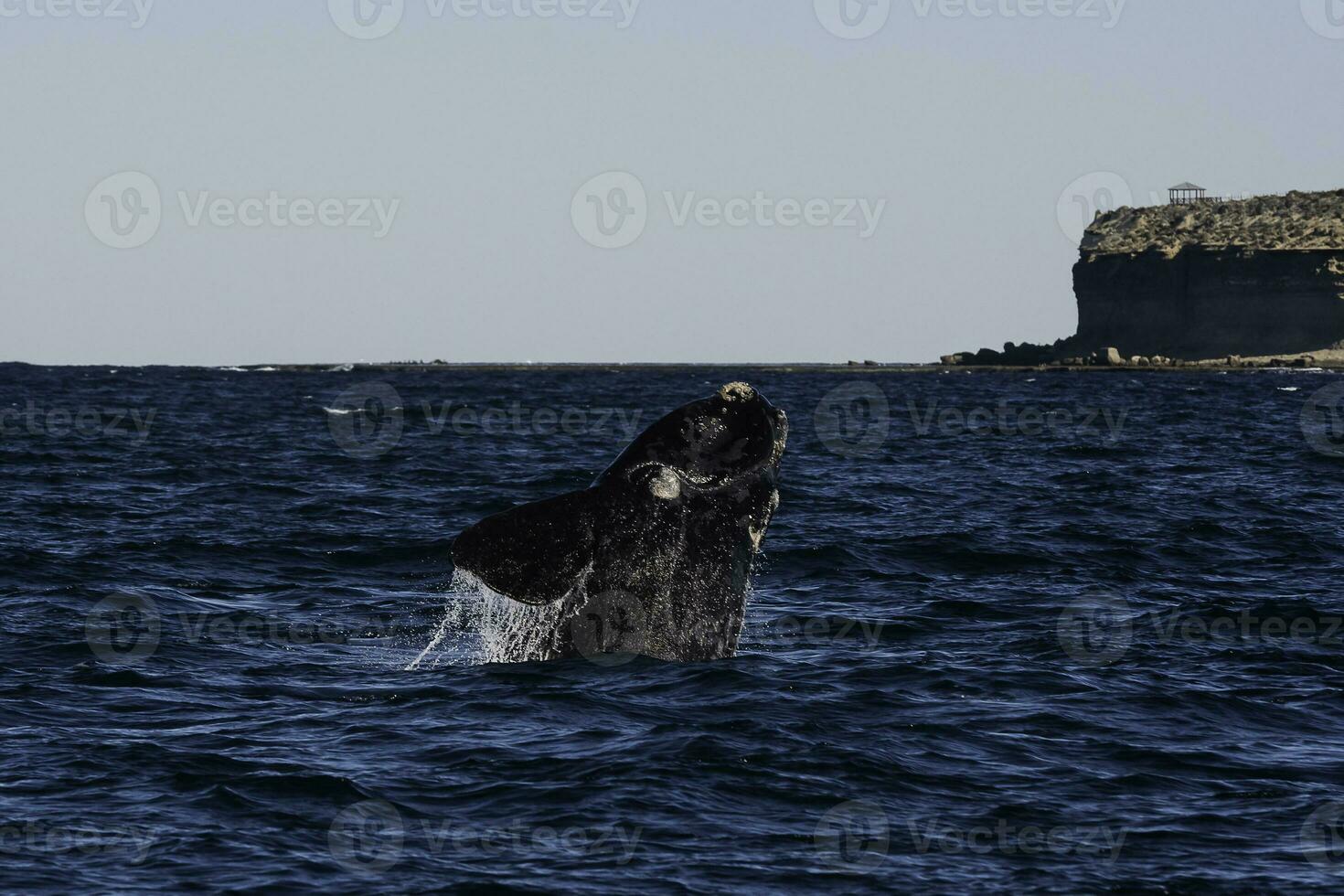 Sohutern right whale jumping, endangered species, Patagonia,Argentina photo