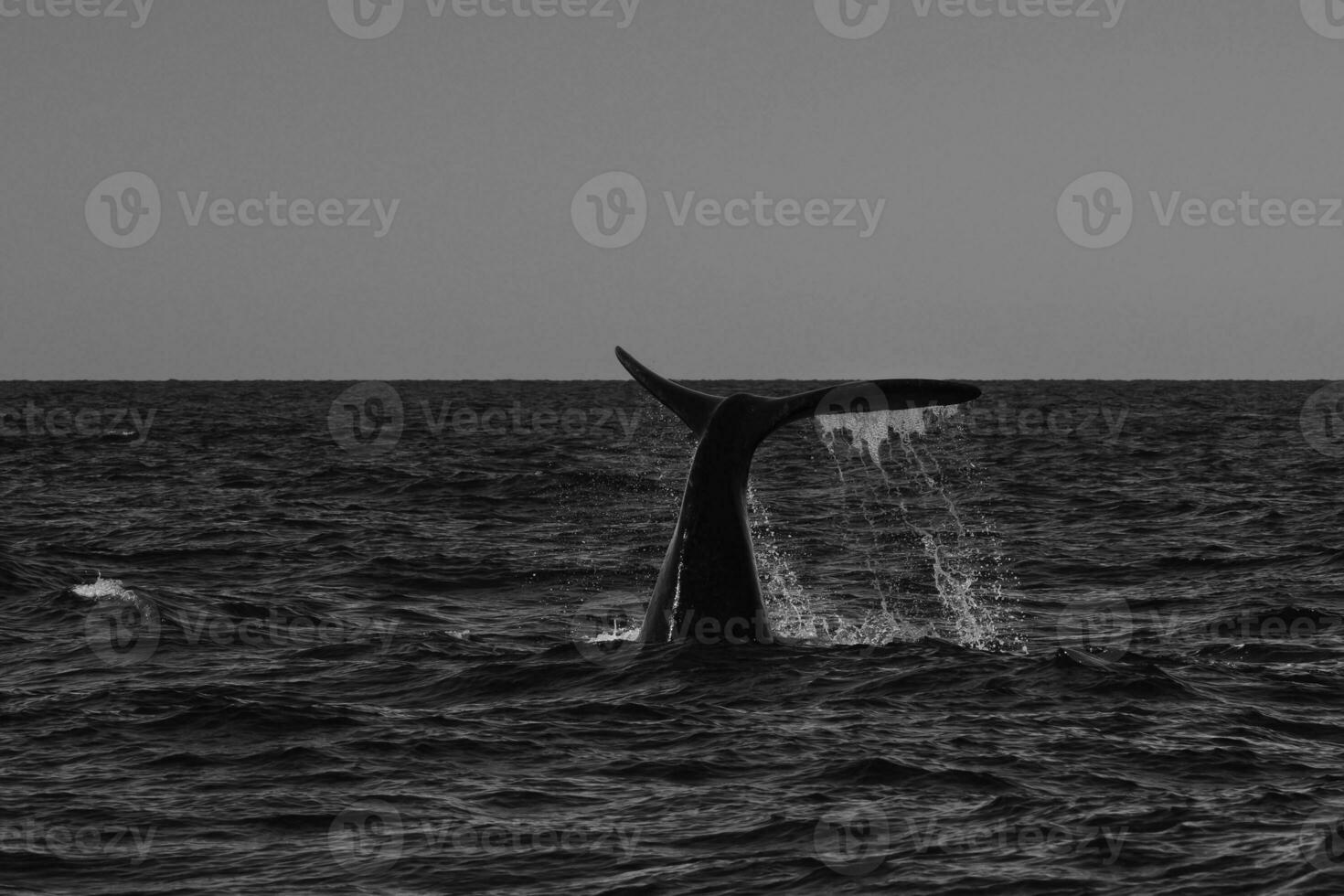 Sohutern right whale tail lobtailing, endangered species, Patagonia,Argentina photo