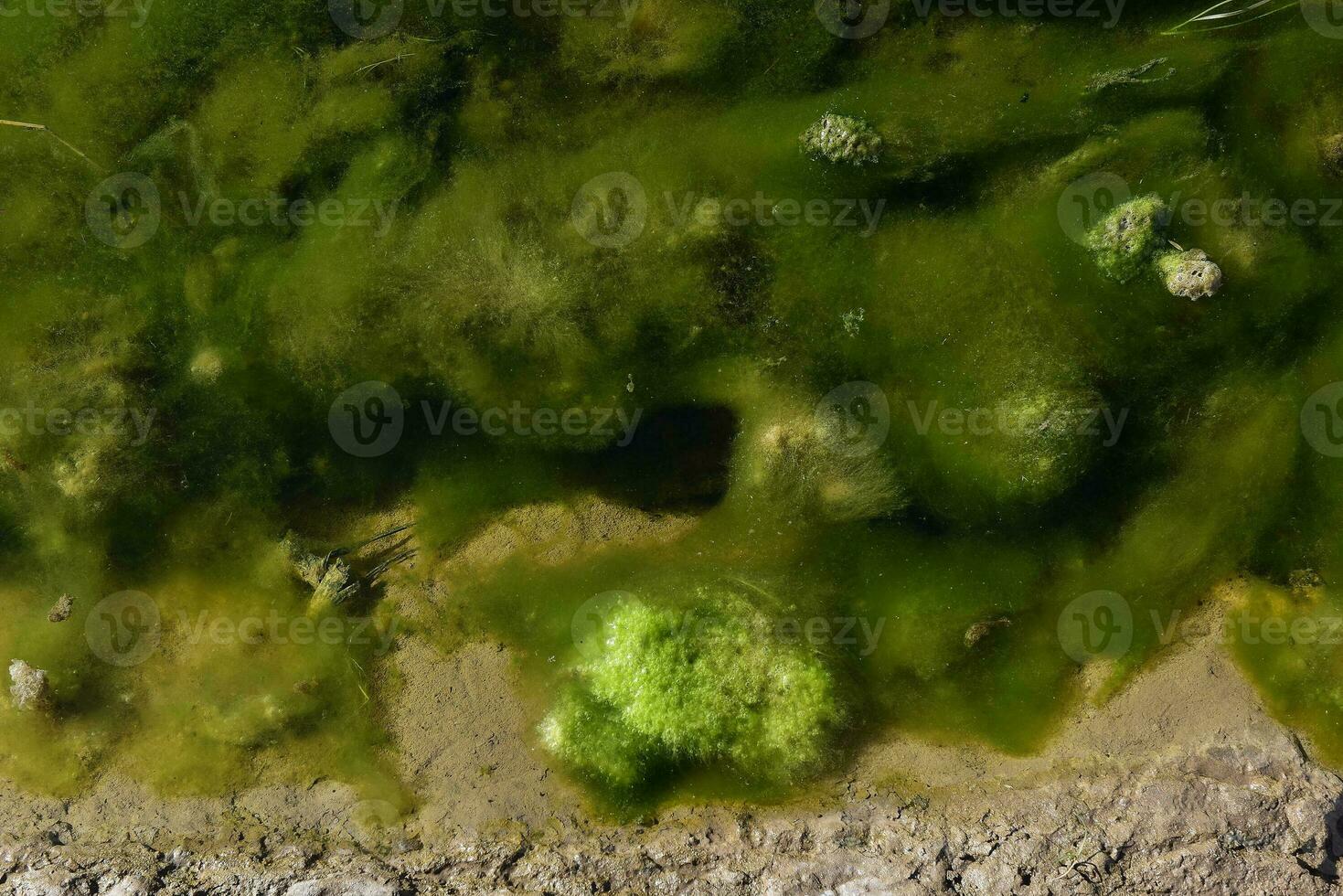 verde algas en acuático ambiente , Patagonia, argentina. foto