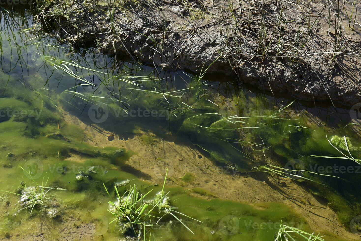 Green algae in aquatic environment , Patagonia, Argentina. photo