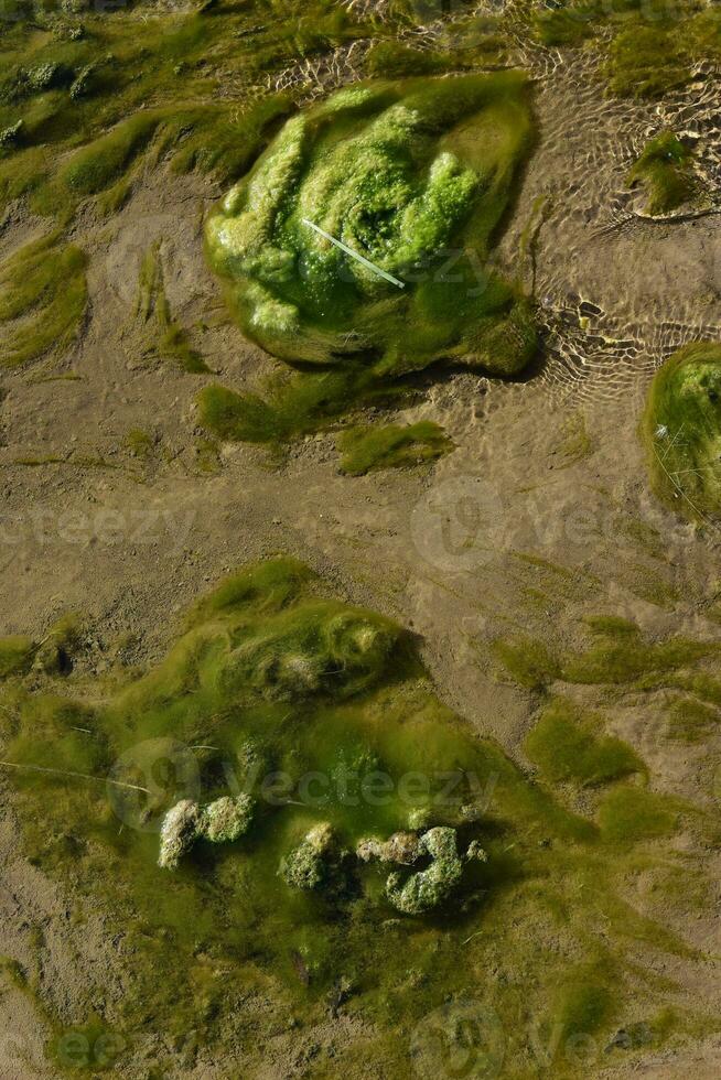 verde algas en acuático ambiente , Patagonia, argentina. foto