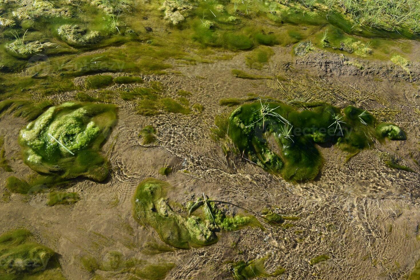 Green algae in aquatic environment , Patagonia, Argentina. photo