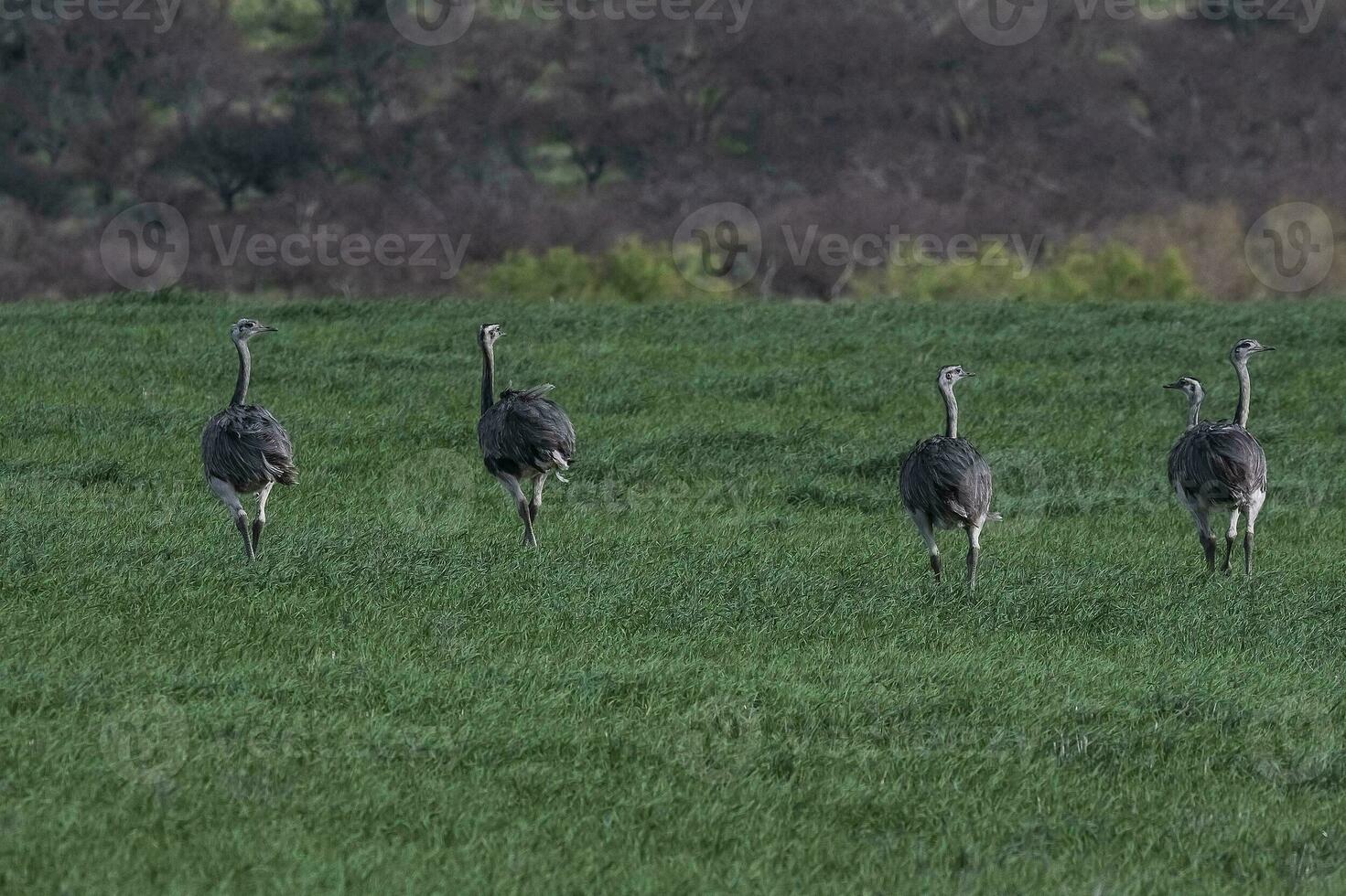 Greater Rhea, Rhea americana, in Pampas coutryside environment, La Pampa province, ,Brazil. photo