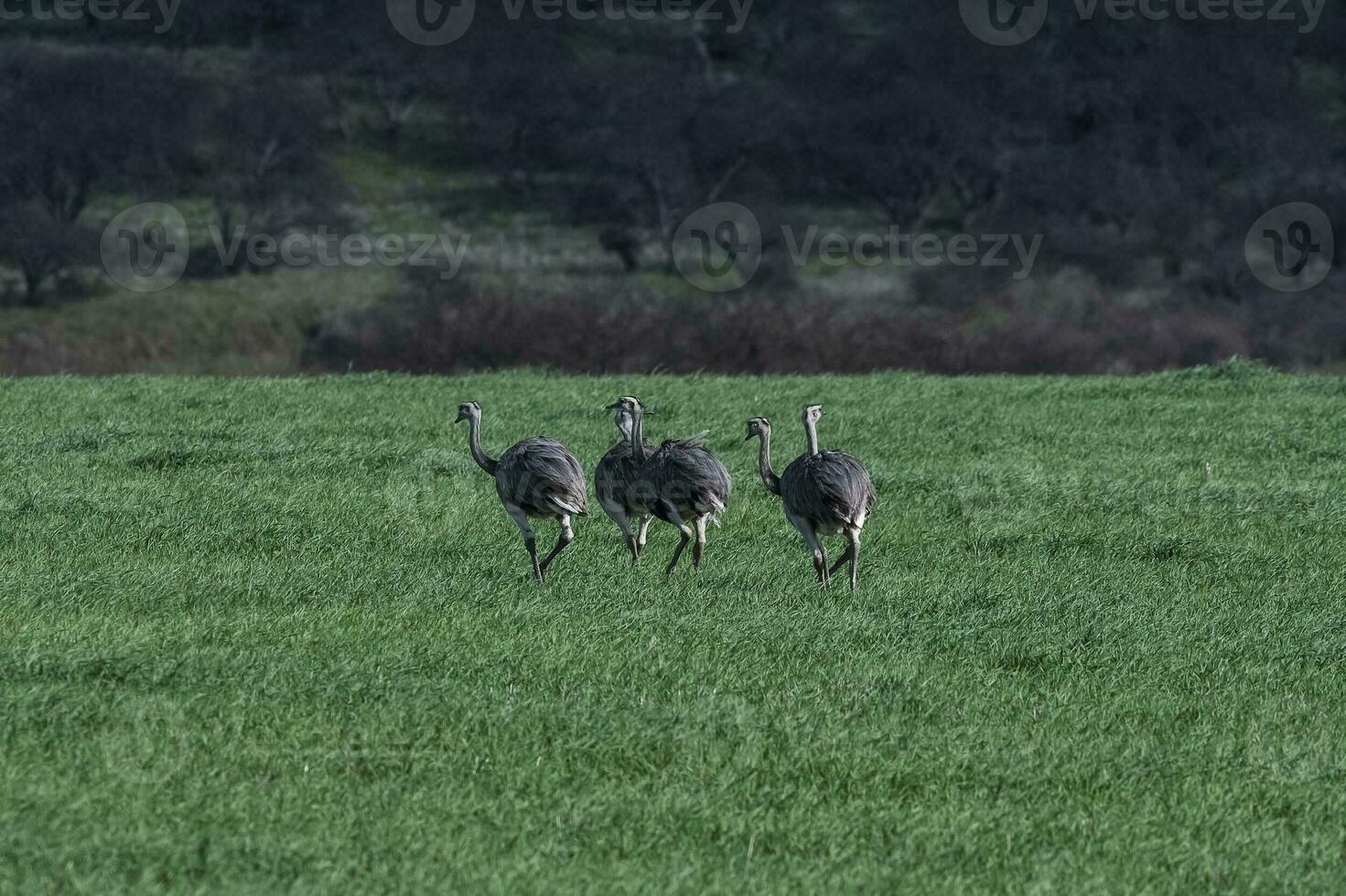 Greater Rhea, Rhea americana, in Pampas coutryside environment, La Pampa province, ,Brazil. photo